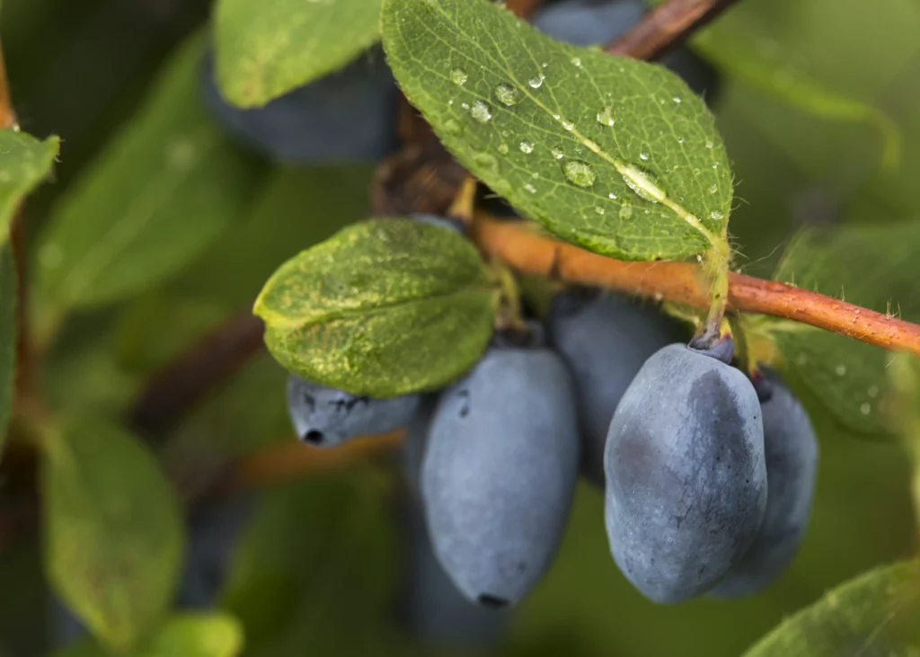 A close-up of fresh, oblong blue haskap berries with water droplets growing on a branch with green leaves. Strom's Farm & Bakery in Guelph, Ontario, planted 480 of these edible blue honeysuckle bushes in 2014 to harvest for their scratch-made seasonal treats.