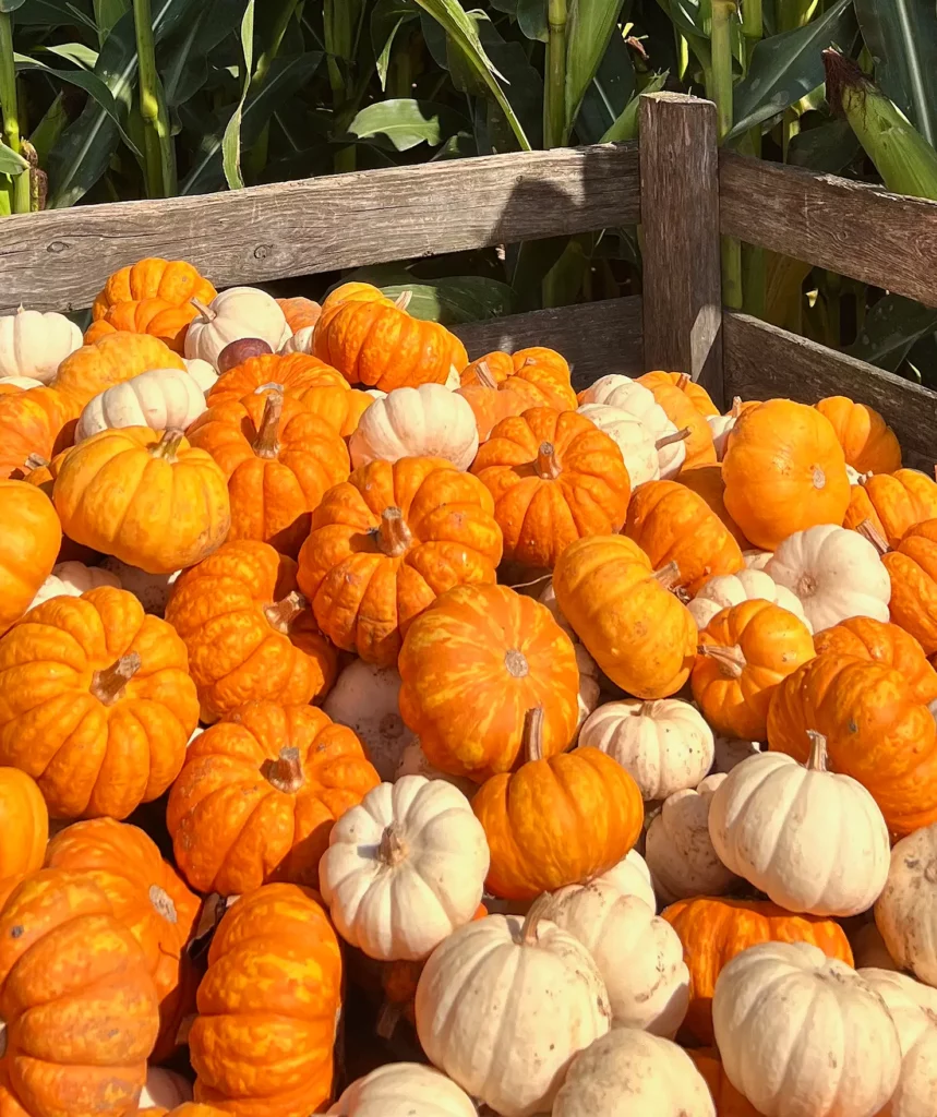 A rustic wooden crate overflowing with a colorful variety of miniature orange and white pumpkins, sitting in front of green corn stalks. Strom's Farm & Bakery in Guelph, Ontario, grows a wide selection of these small specialty pumpkins—like the Casperita and Orangita—which are perfect for beautiful fall centerpieces and tablescapes.