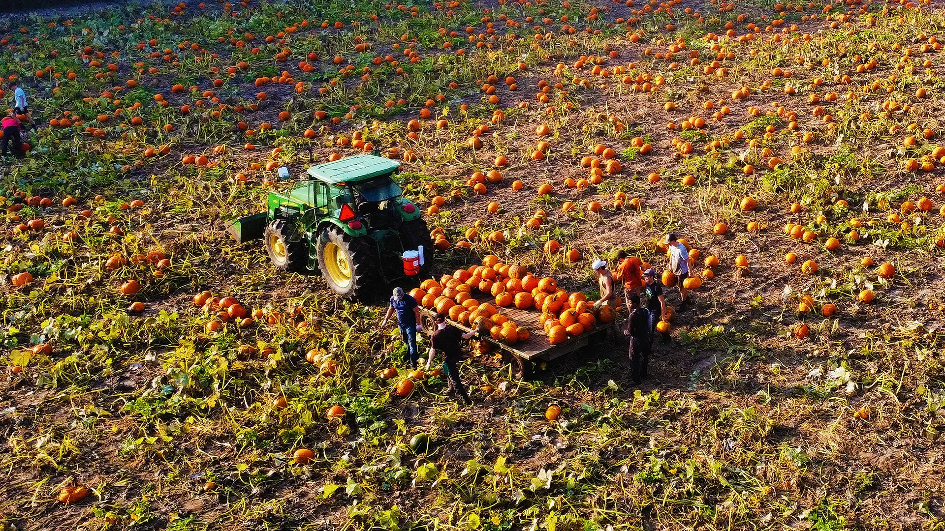 An aerial view of the Strom's Farm team hand-selecting and harvesting bright orange pumpkins in the field. Workers are loading the pumpkins onto a flatbed trailer pulled by a green tractor to bring them to the market display at Strom's Farm & Bakery in Guelph, Ontario.