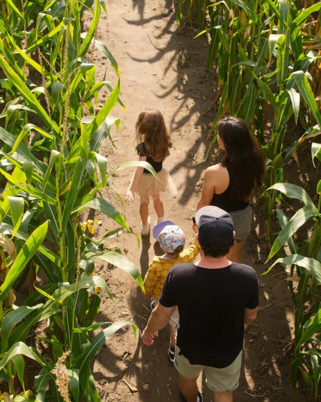 Your Thanksgiving plans just got A-MAZE-ING! 😉🌽 Grab your friends or family to explore our 5km corn maze! 

Every year, our corn maze supports a local charity. This year, a portion of every admission is donated to @stjoesguelph 's Ontario Autism Program. 

Open all weekend - including Thanksgiving Monday!
⏰ 9:30am - 5:30pm. Last admitted is at 4pm.