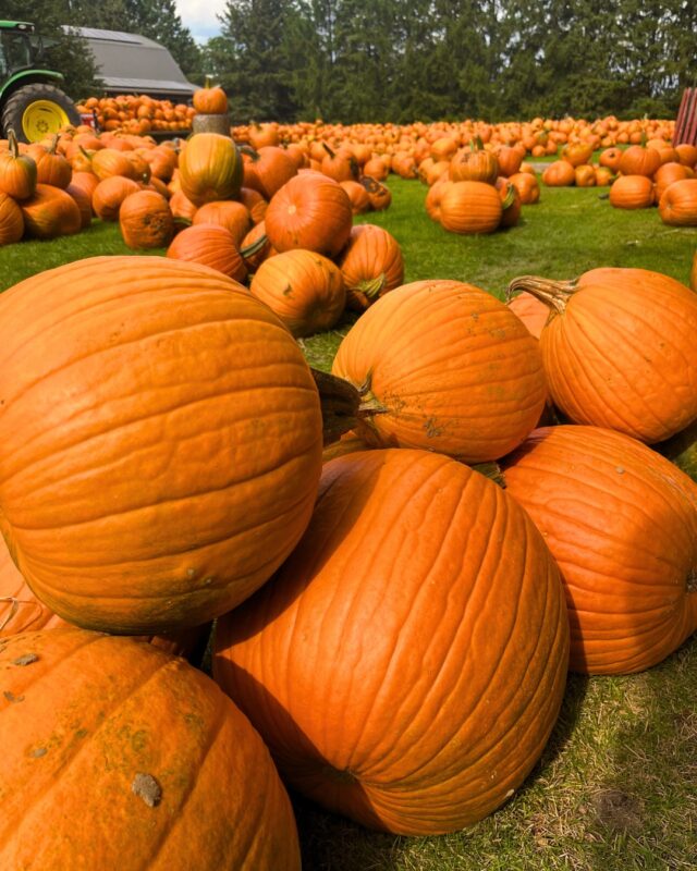 Have you noticed that all our pumpkins are laying sideways? 🤨

This is intentional! 

Each pumpkin is placed on its side to make it last longer! If placed upright, the top of the pumpkin can collect rain and begin to rot. 😳

We take every step to make sure your Strom's pumpkins will last!