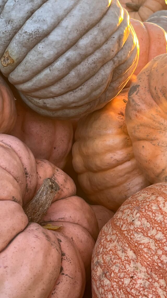 There’s still time to grab your locally grown pumpkin! Come by Strom’s Farm until October 31! 🎃